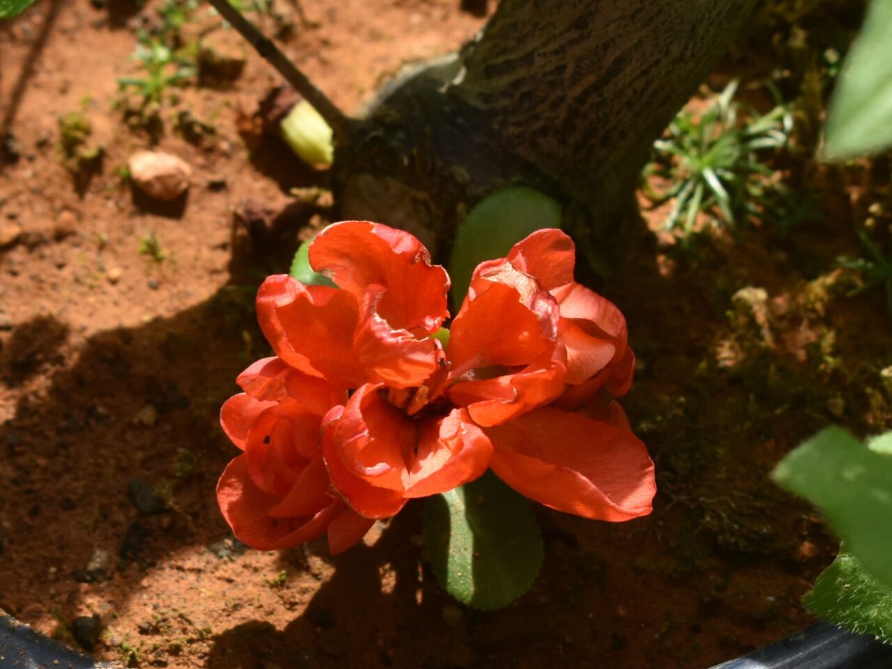 木瓜の花の開花の様子20220413