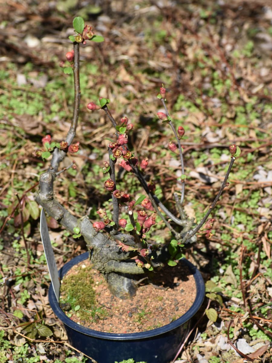 蕾が開き始めた木瓜20220303