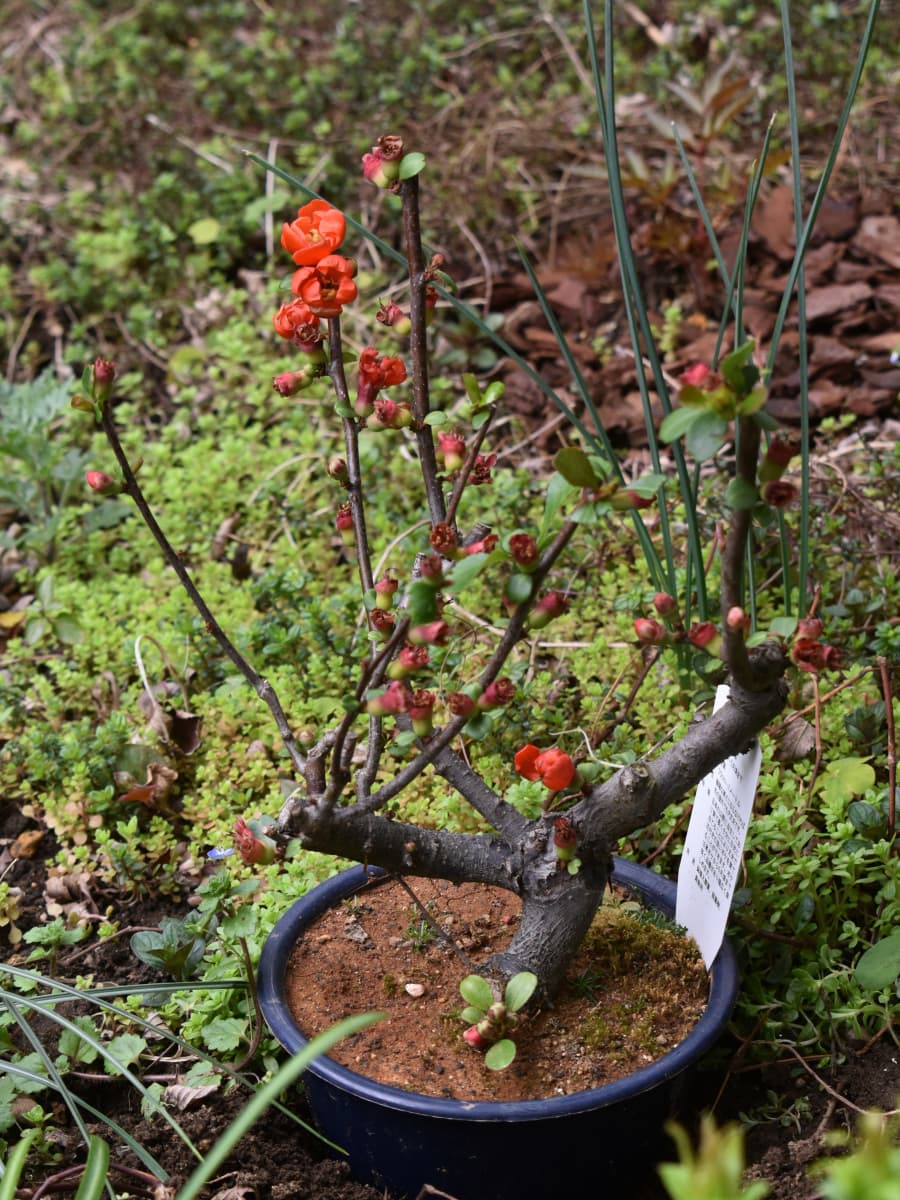 咲き始めた木瓜20220327