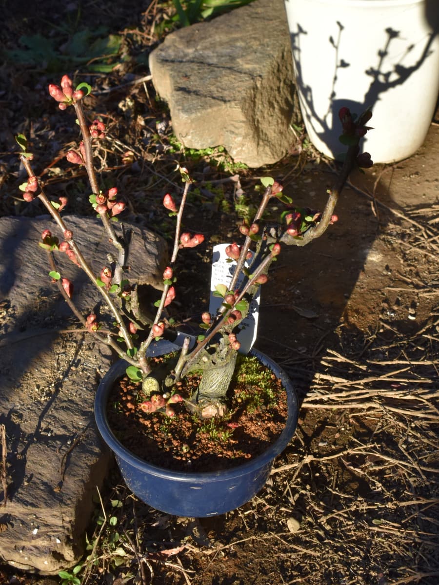 木瓜と影20220223-1