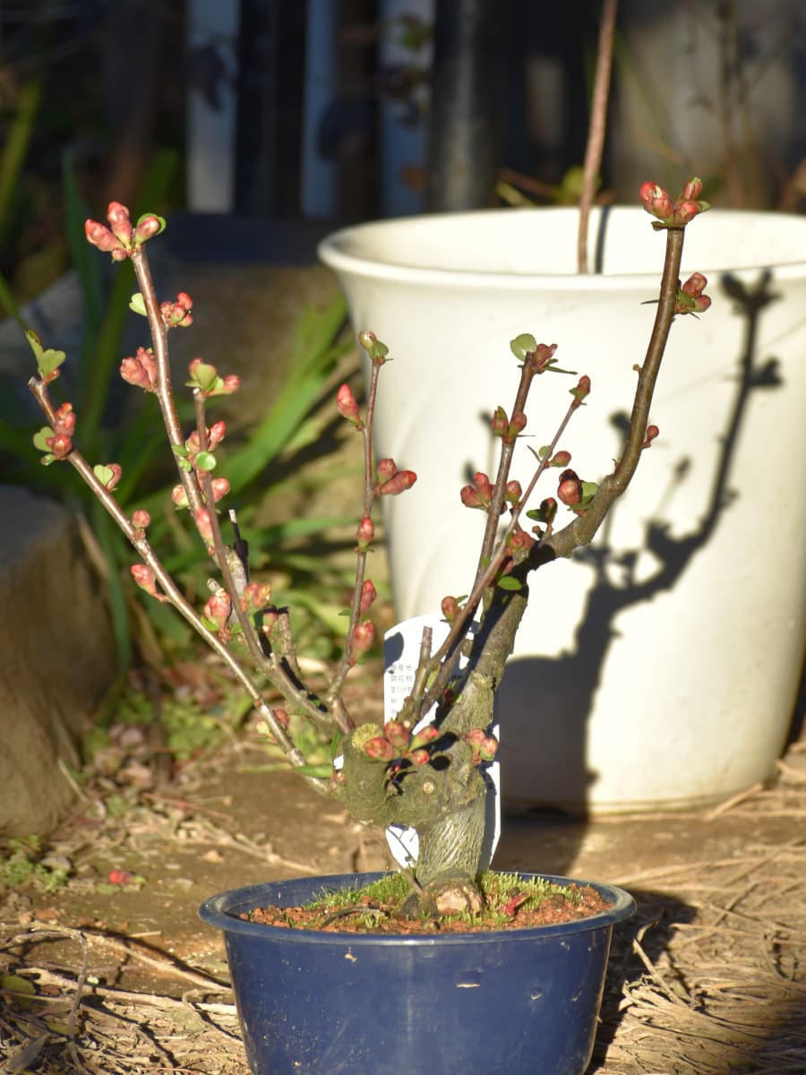 木瓜と影20220223