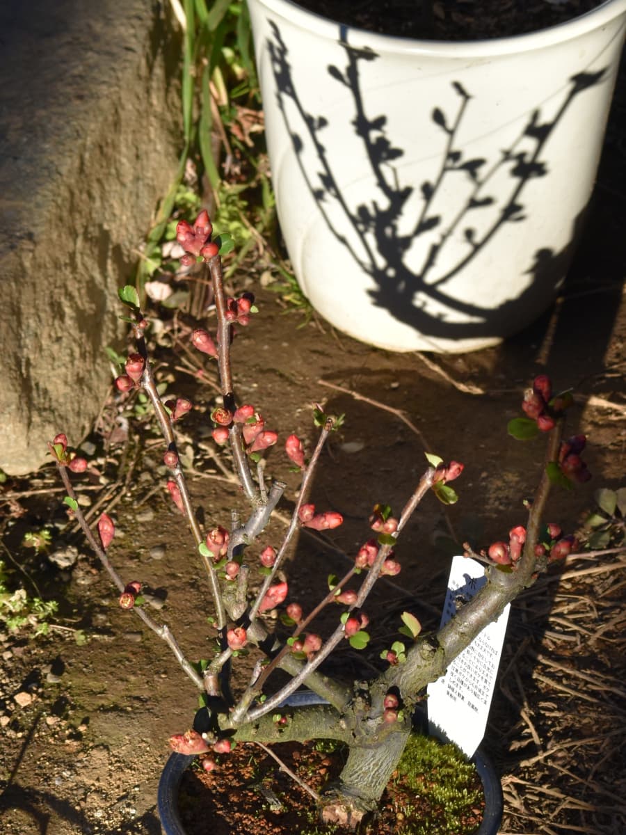 木瓜と影20220225