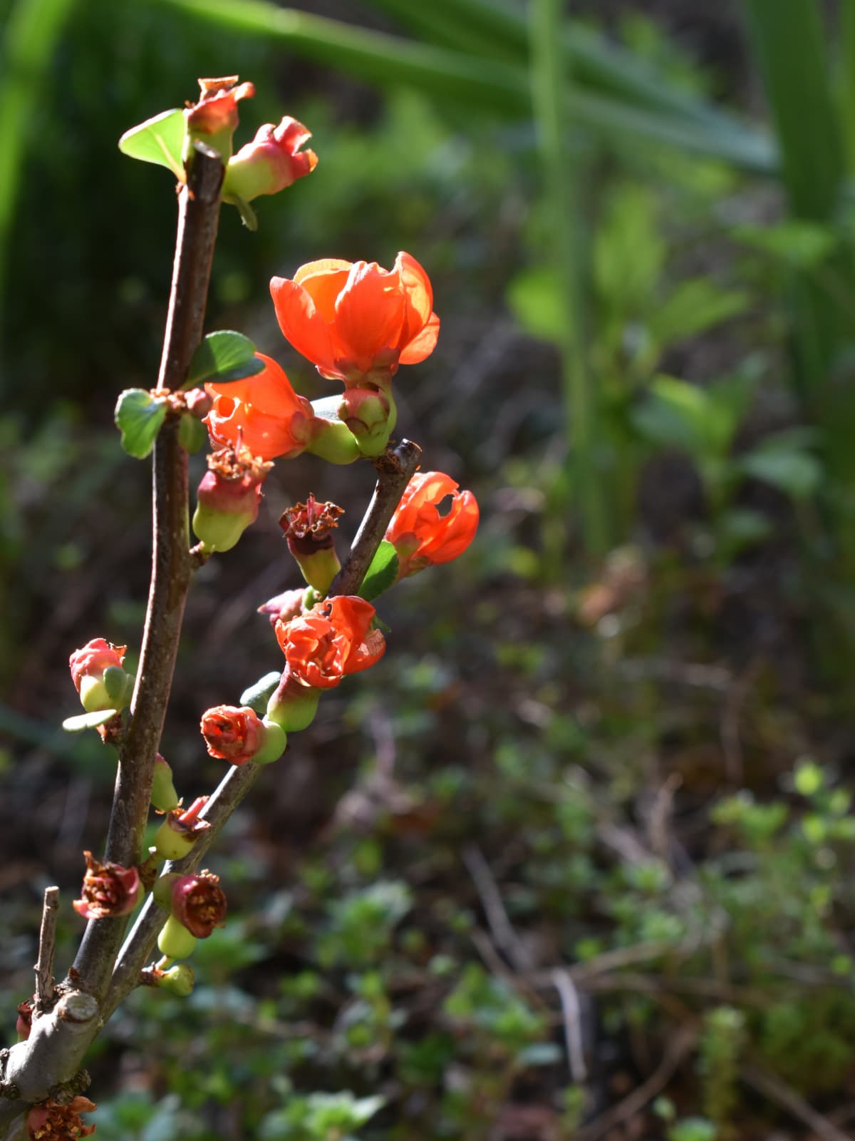 朱の木瓜の花20220328