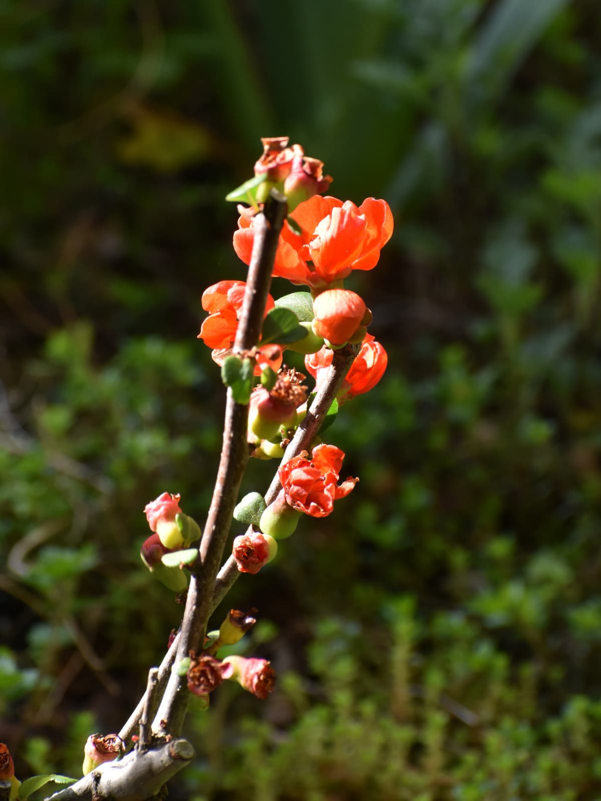 朱の木瓜の花20220402