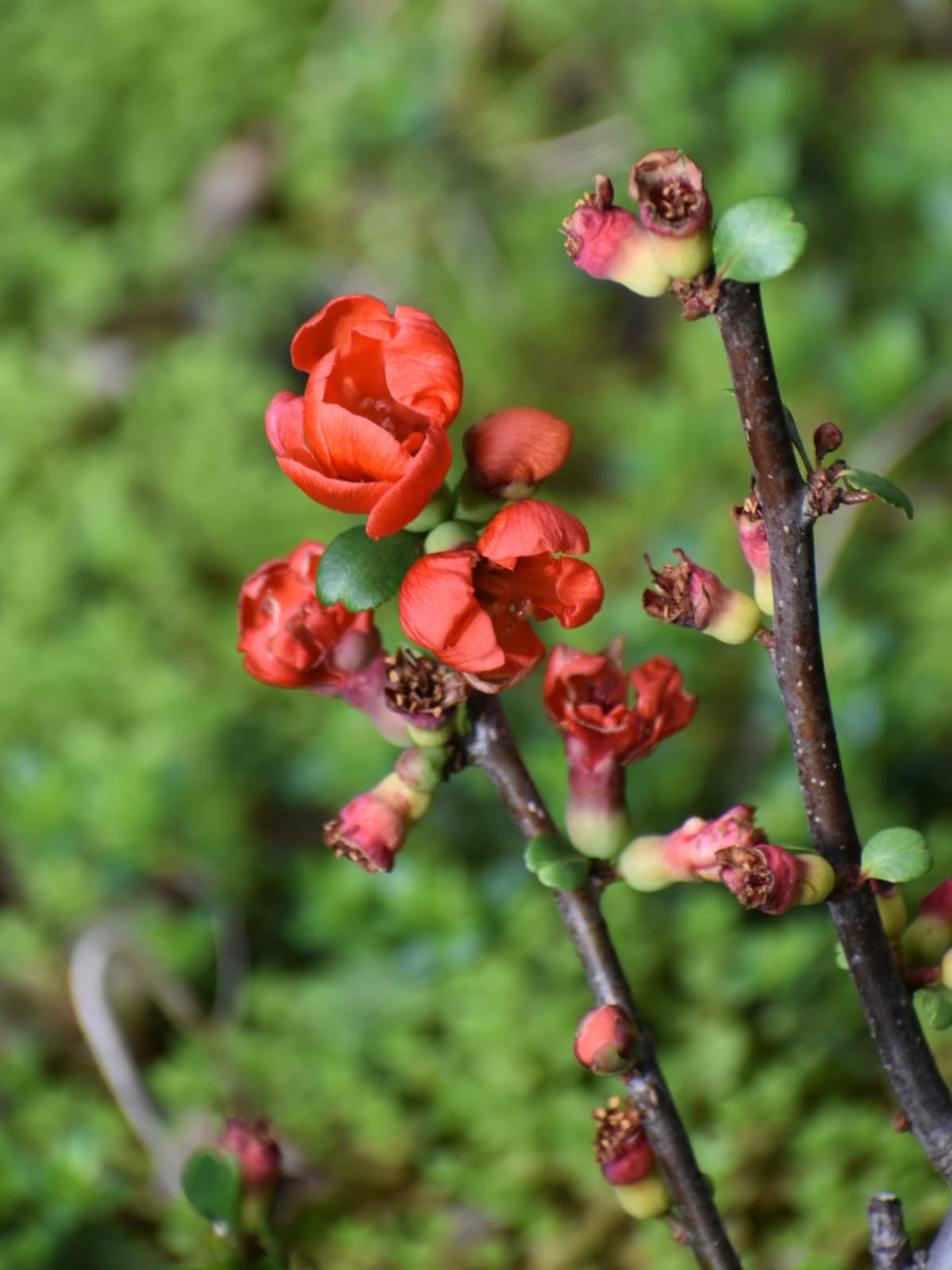 朱の木瓜の花20220331