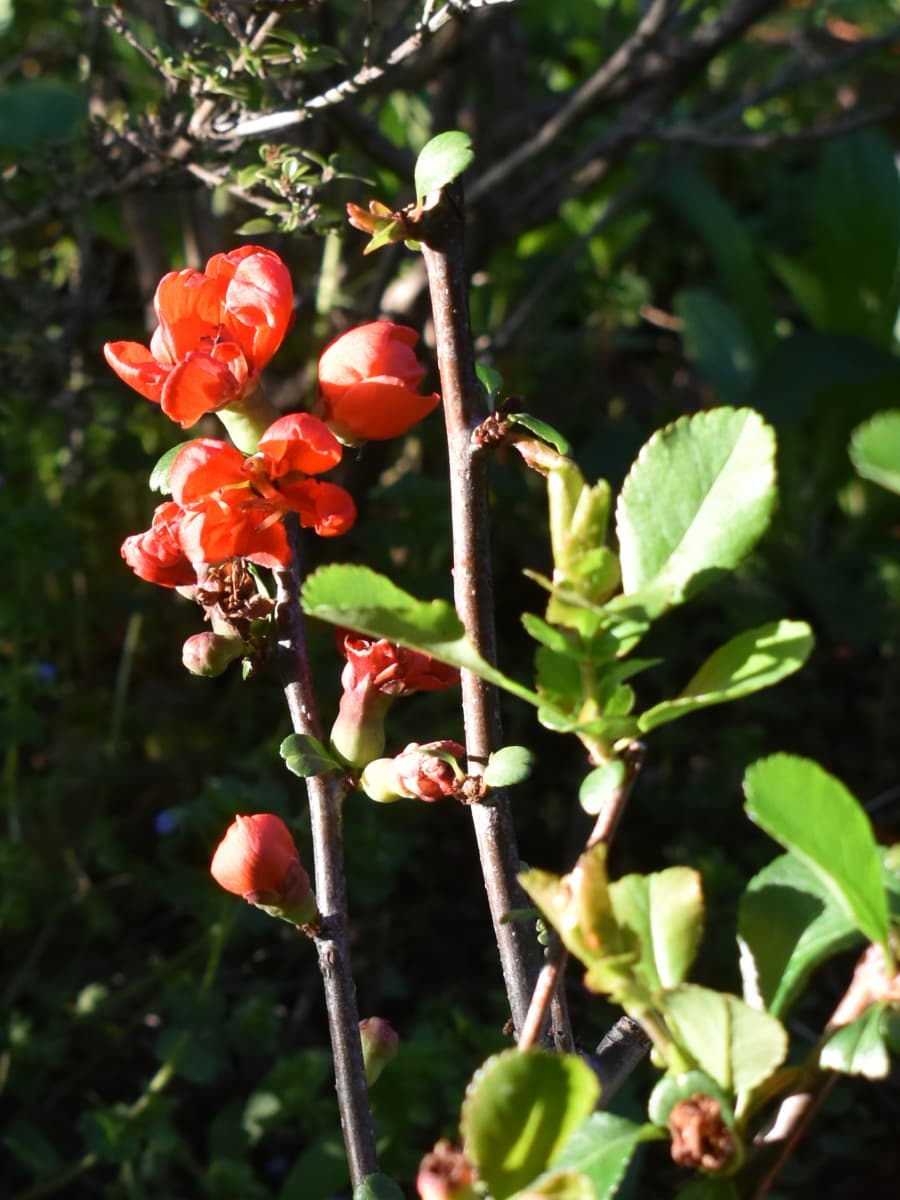 朱の木瓜の花20220408