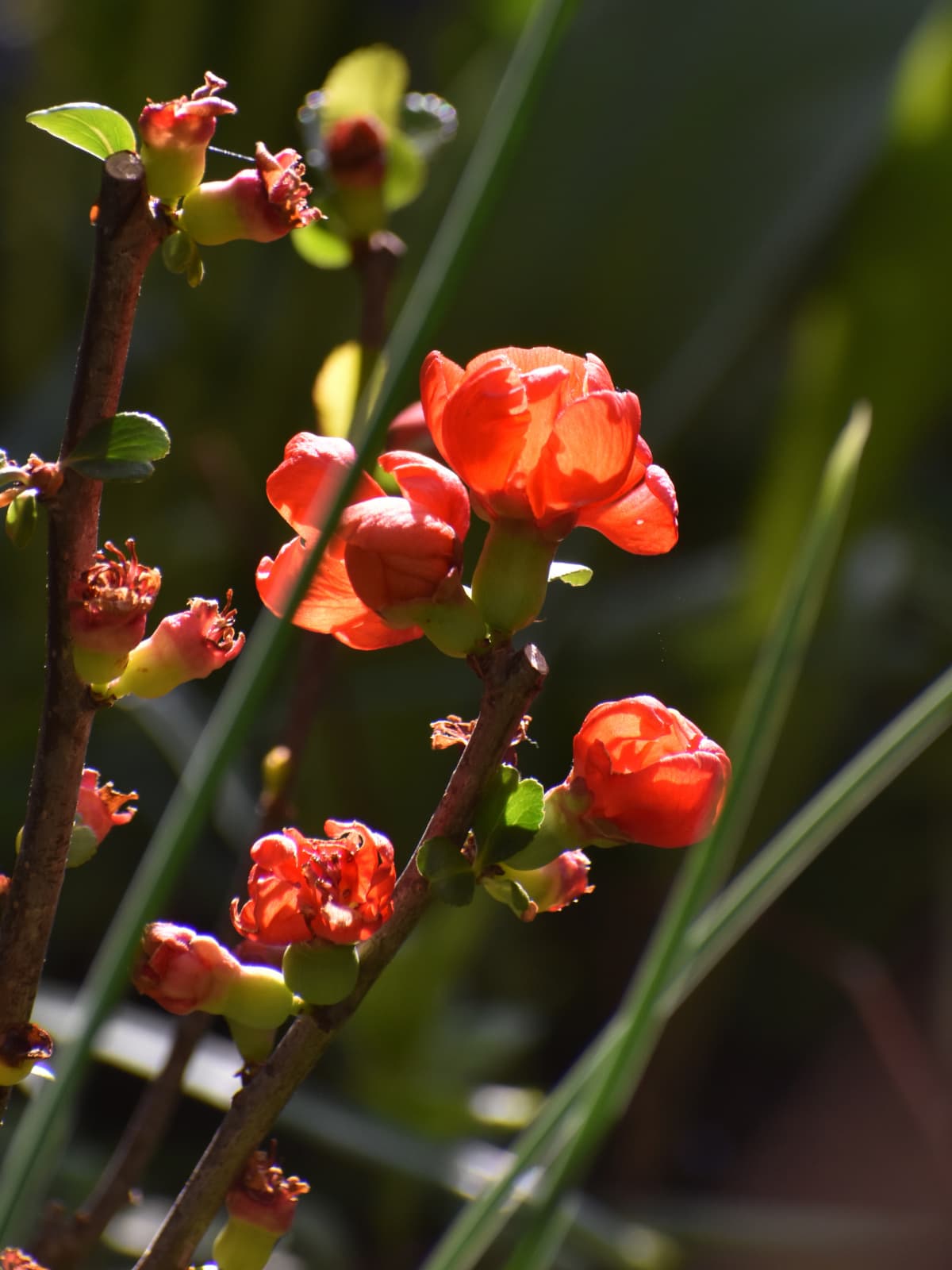日に透かされ美しい朱の木瓜の花20220402