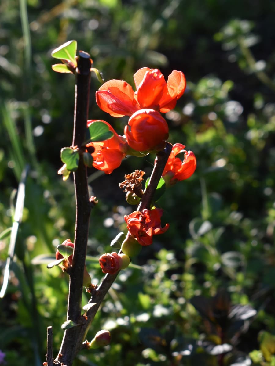 日に透かされる朱の木瓜の花20220408