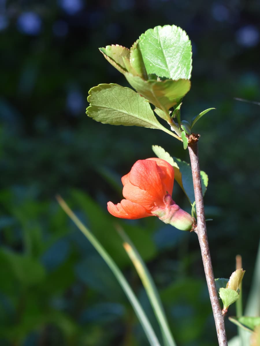 木瓜の開花20220410