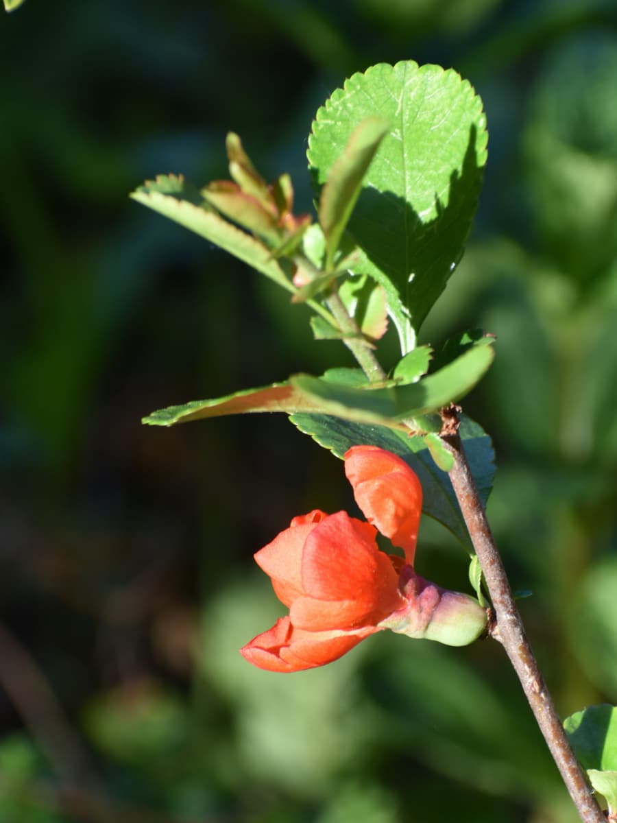 木瓜の開花20220412