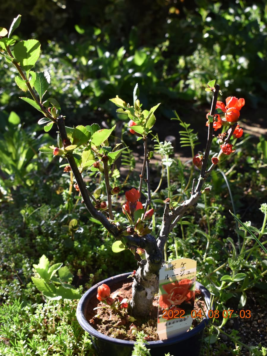 木瓜盆栽20220408