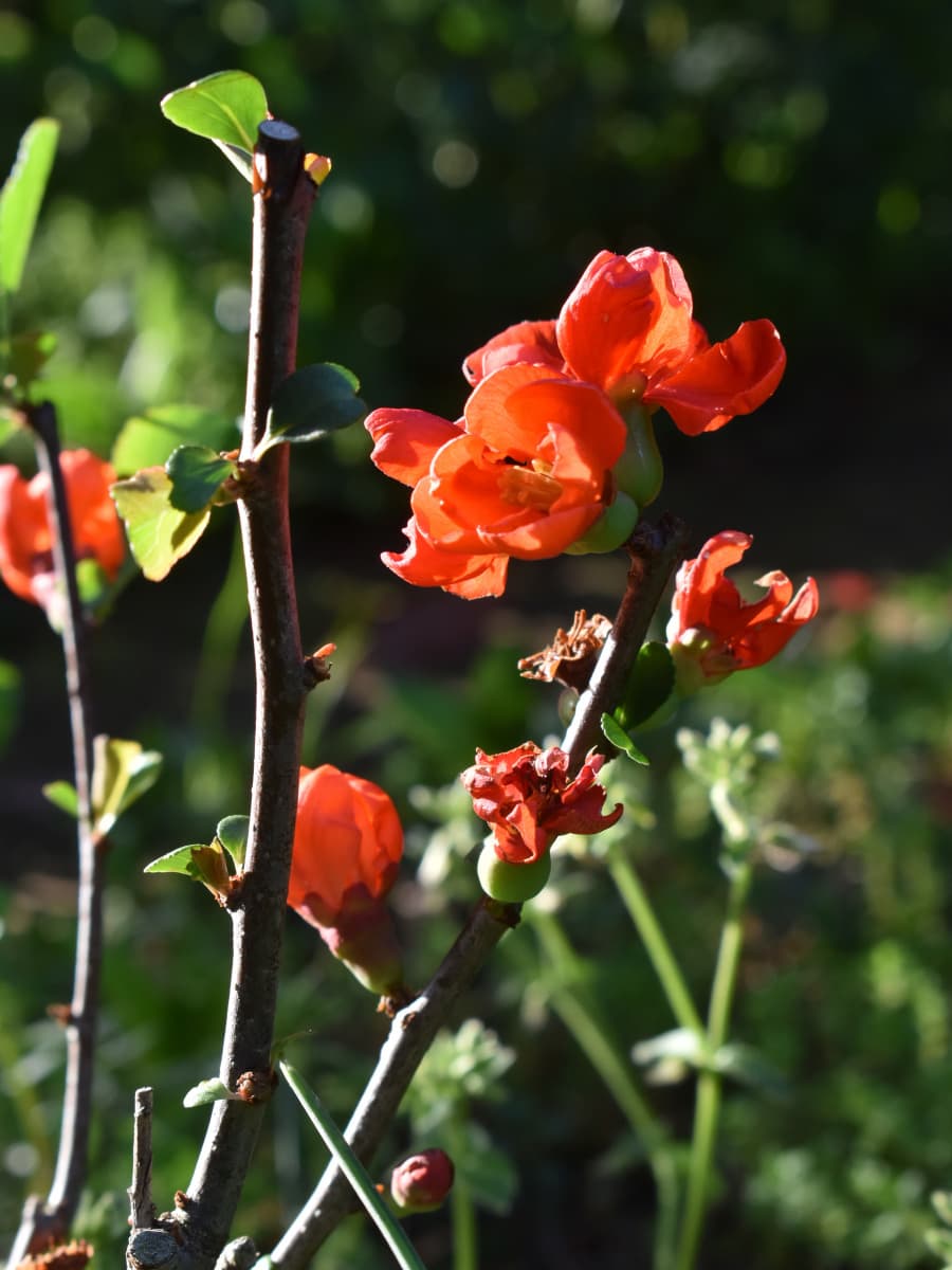 木瓜の開花20220410