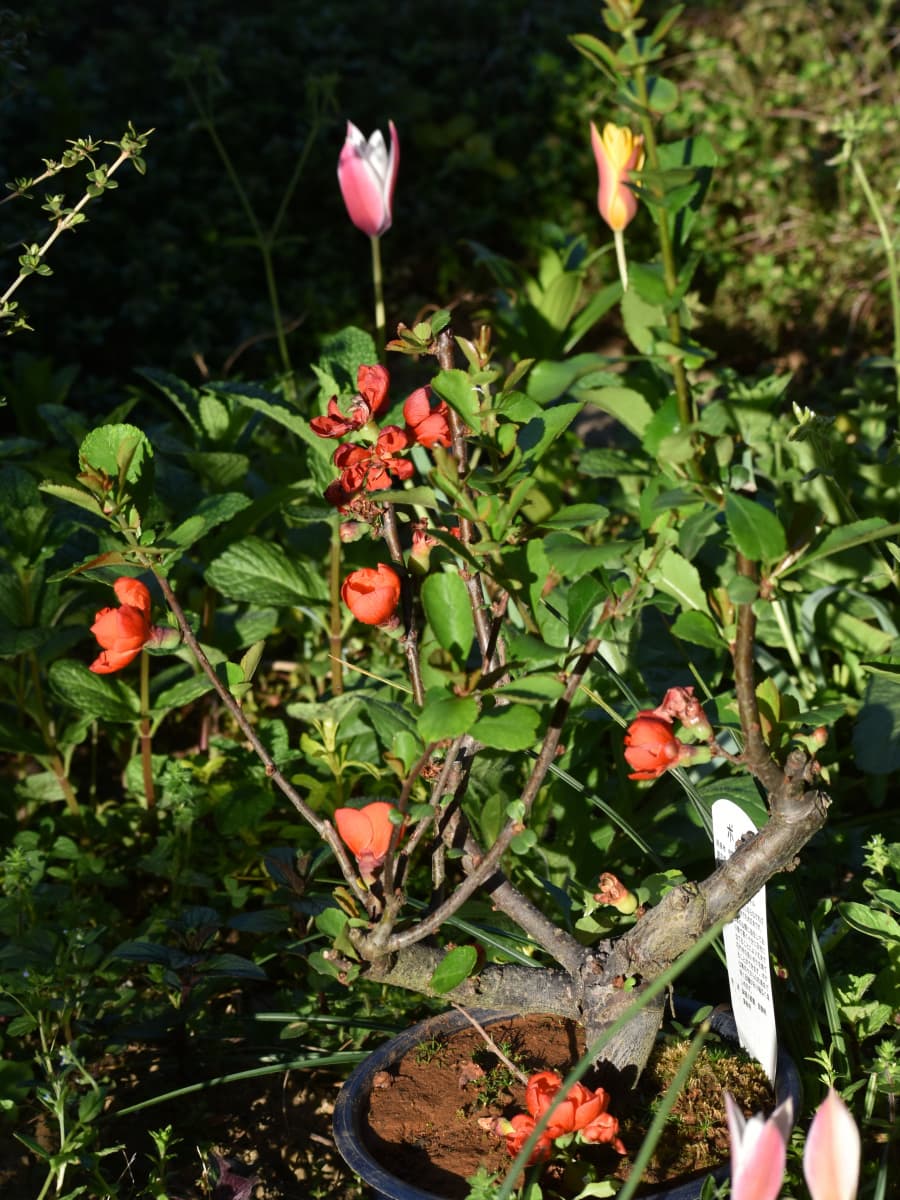 木瓜盆栽20220412