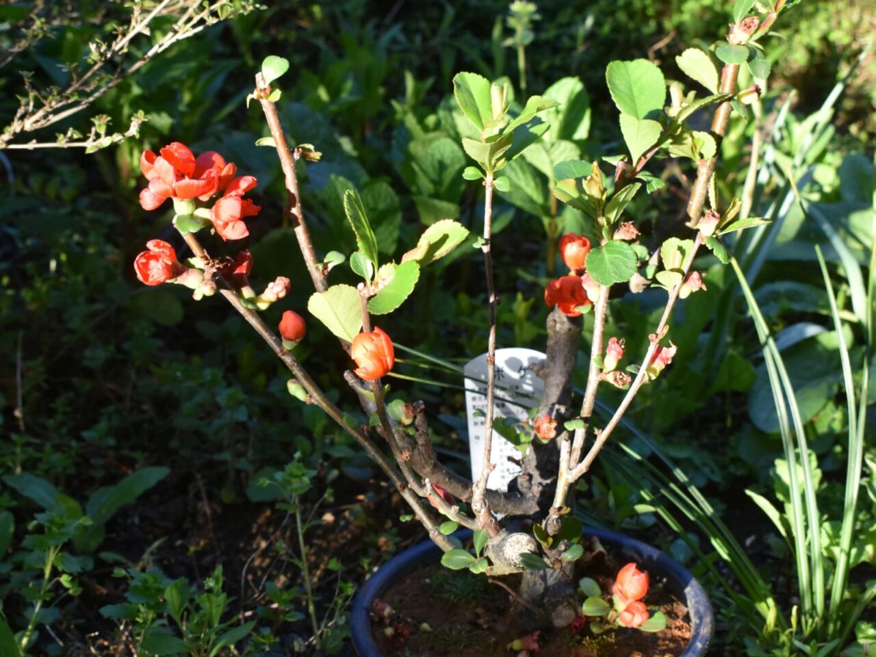 木瓜盆栽20220408