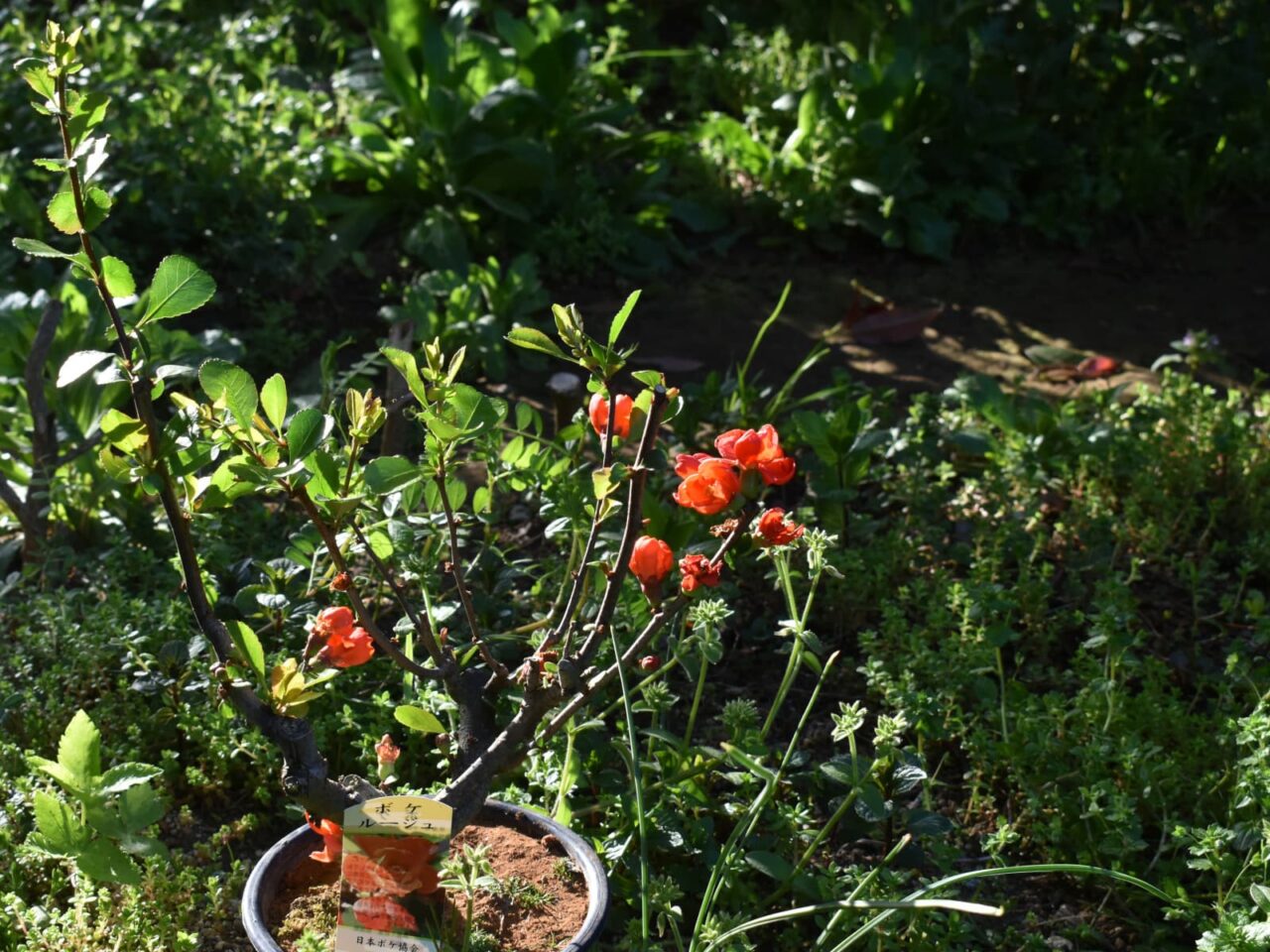 木瓜盆栽20220410