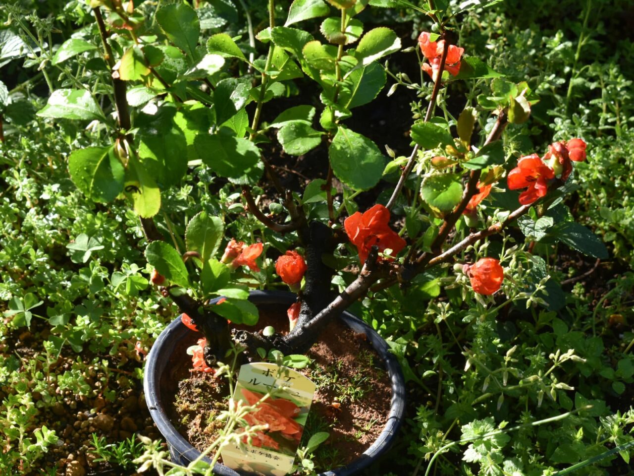 木瓜盆栽20220419