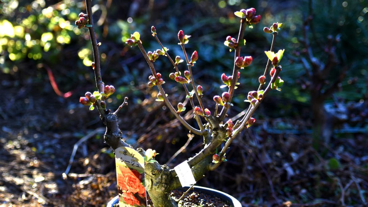 木瓜盆栽20220221（キャッチ画像）