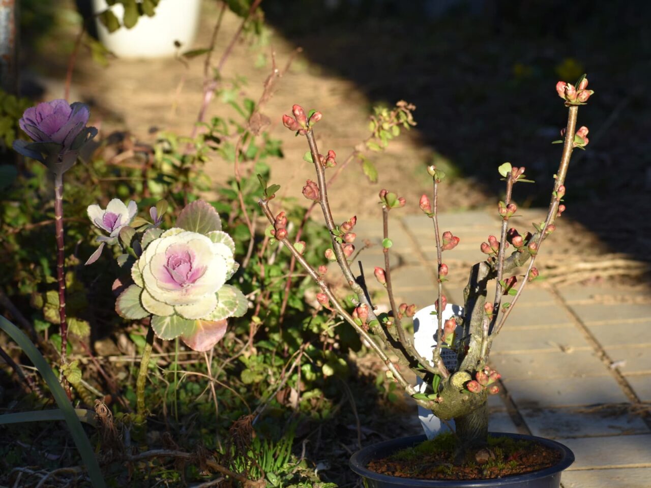 木瓜と葉牡丹20220223