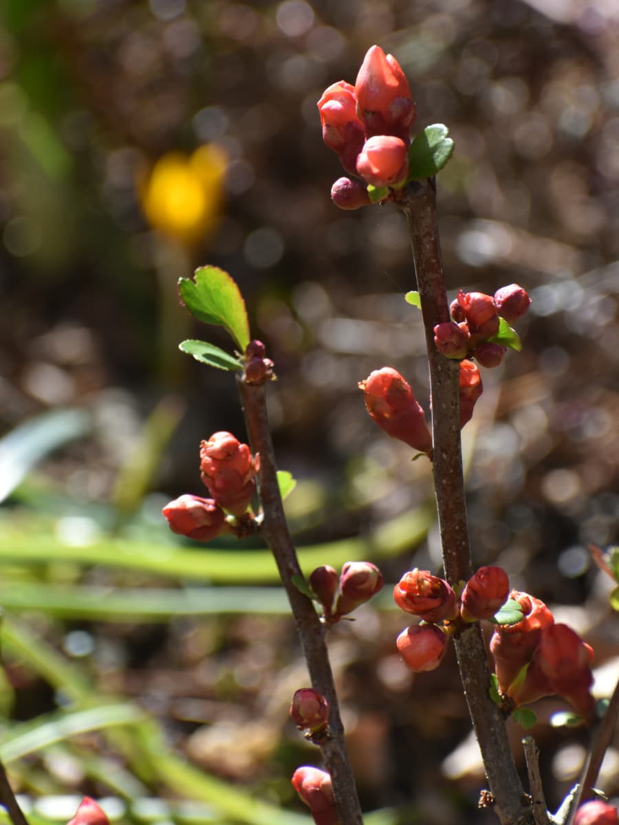 木瓜の蕾20220228