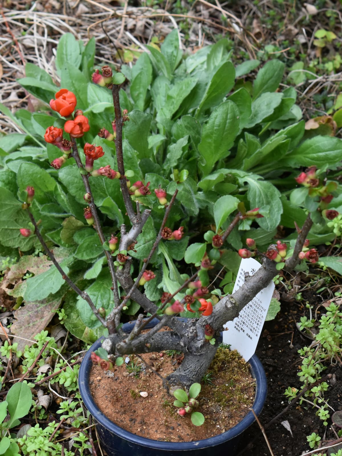 木瓜の花とスイバ20220327-4