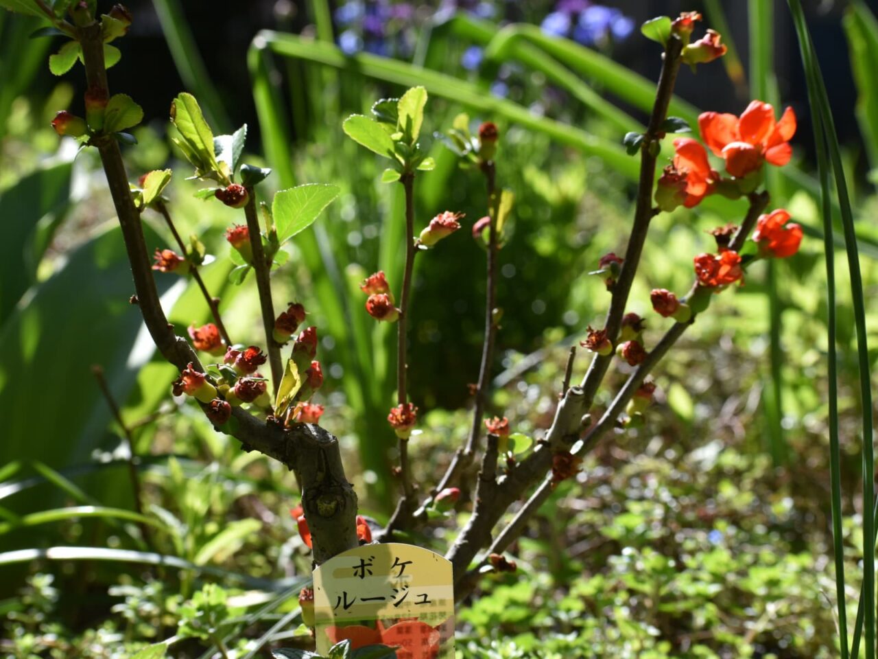 朝日に透かされ美しい朱の木瓜の花20220402