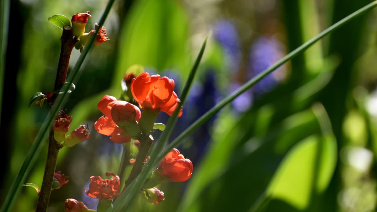 朝日透かされ美しい朱の木瓜の花20220402（キャッチ画像）