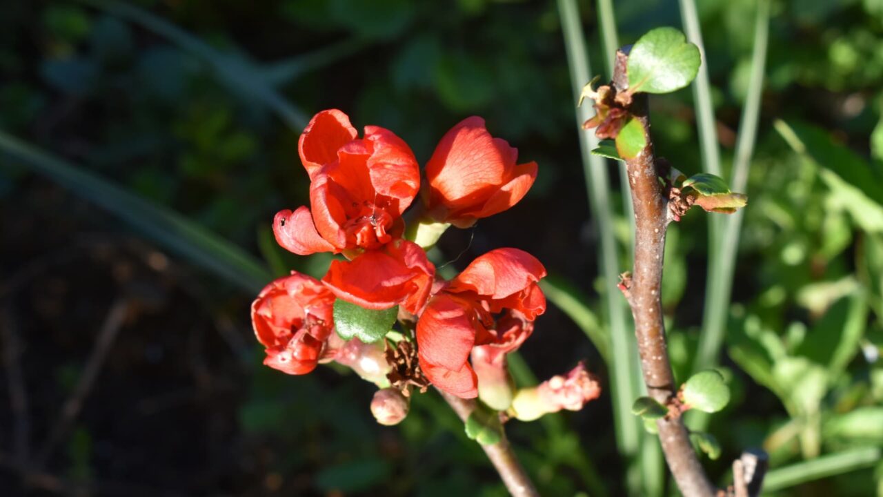 朝日の中の朱の木瓜の花20220408-4