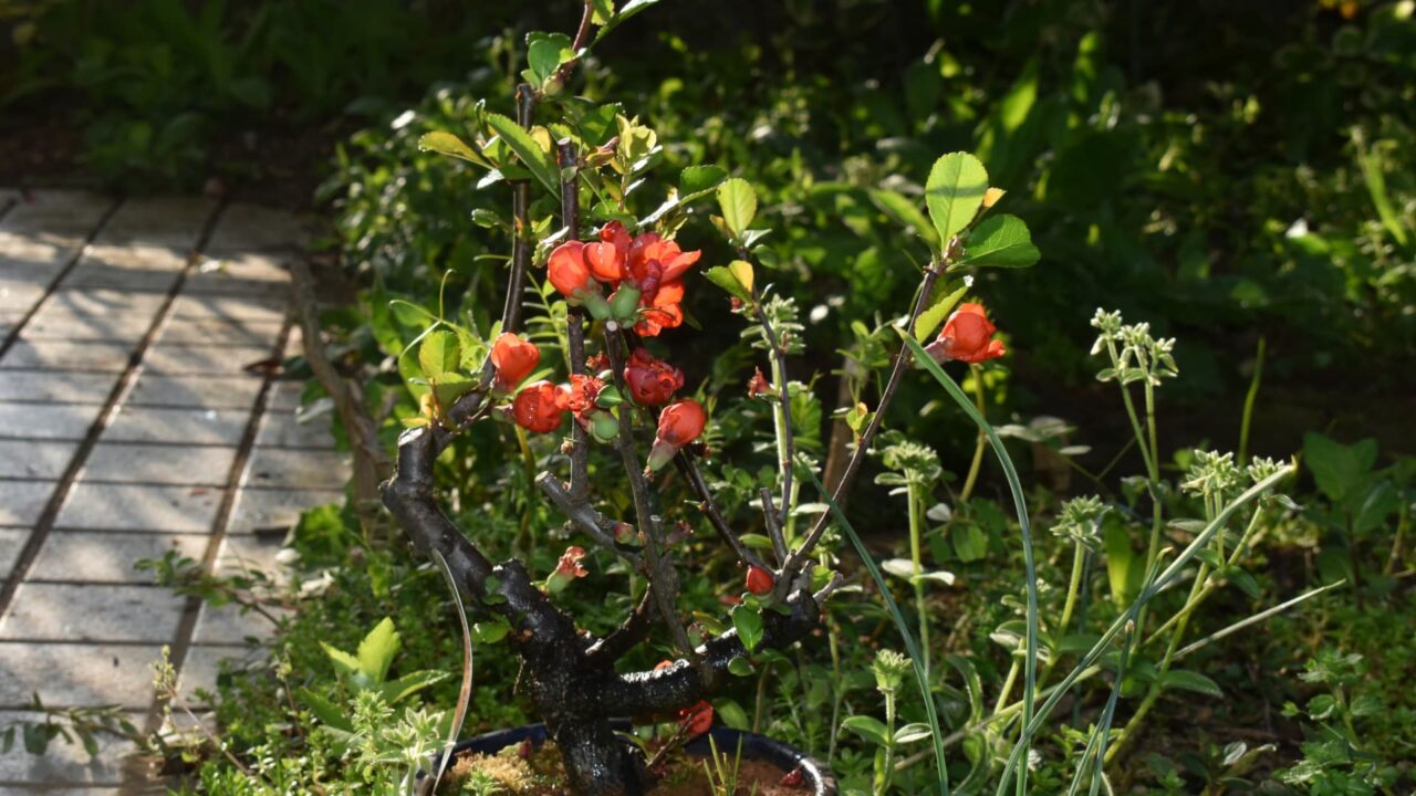 朝日の中の朱の木瓜の花20220409-1