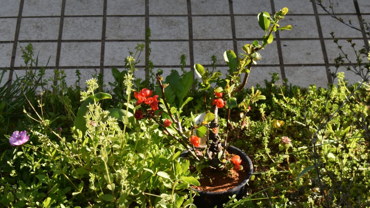 朝日の中の木瓜盆栽20220409