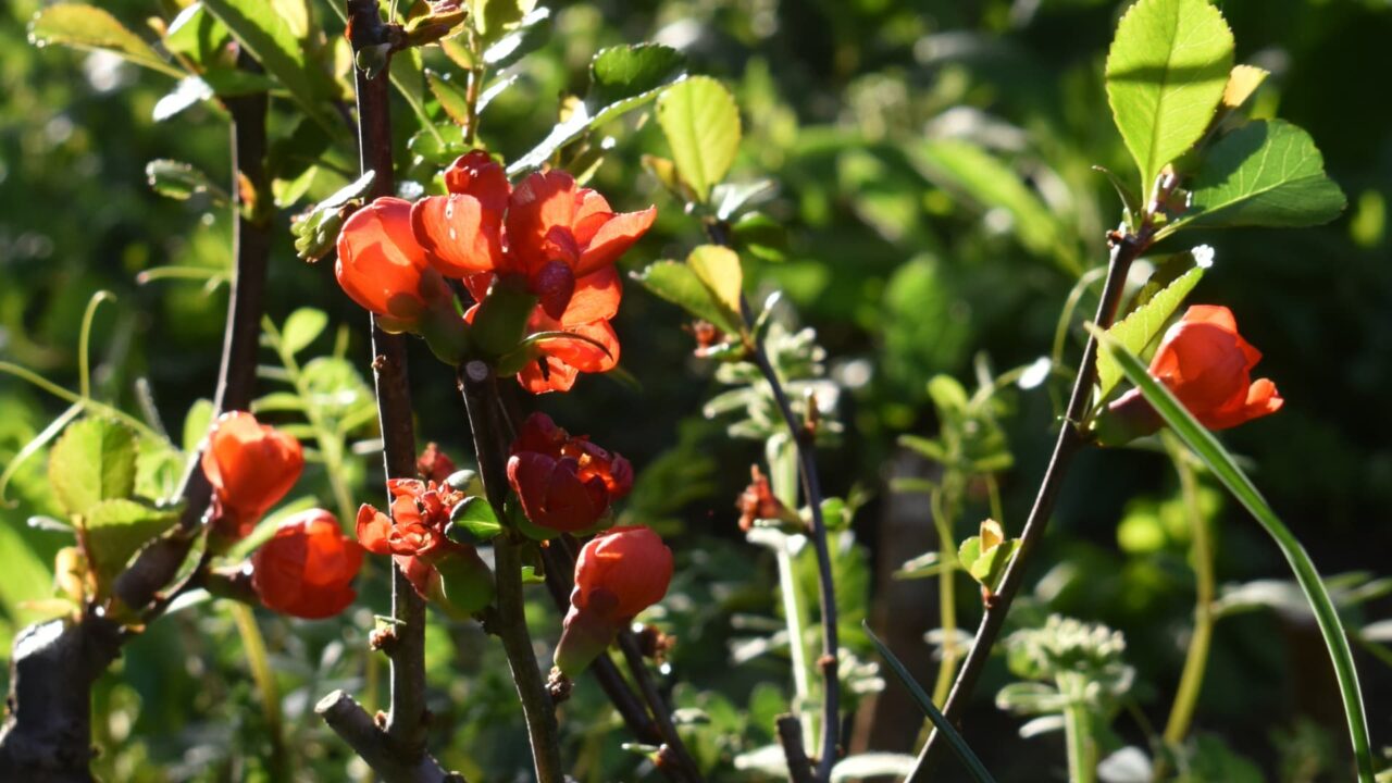 朝日の中の朱の木瓜の花20220409-3
