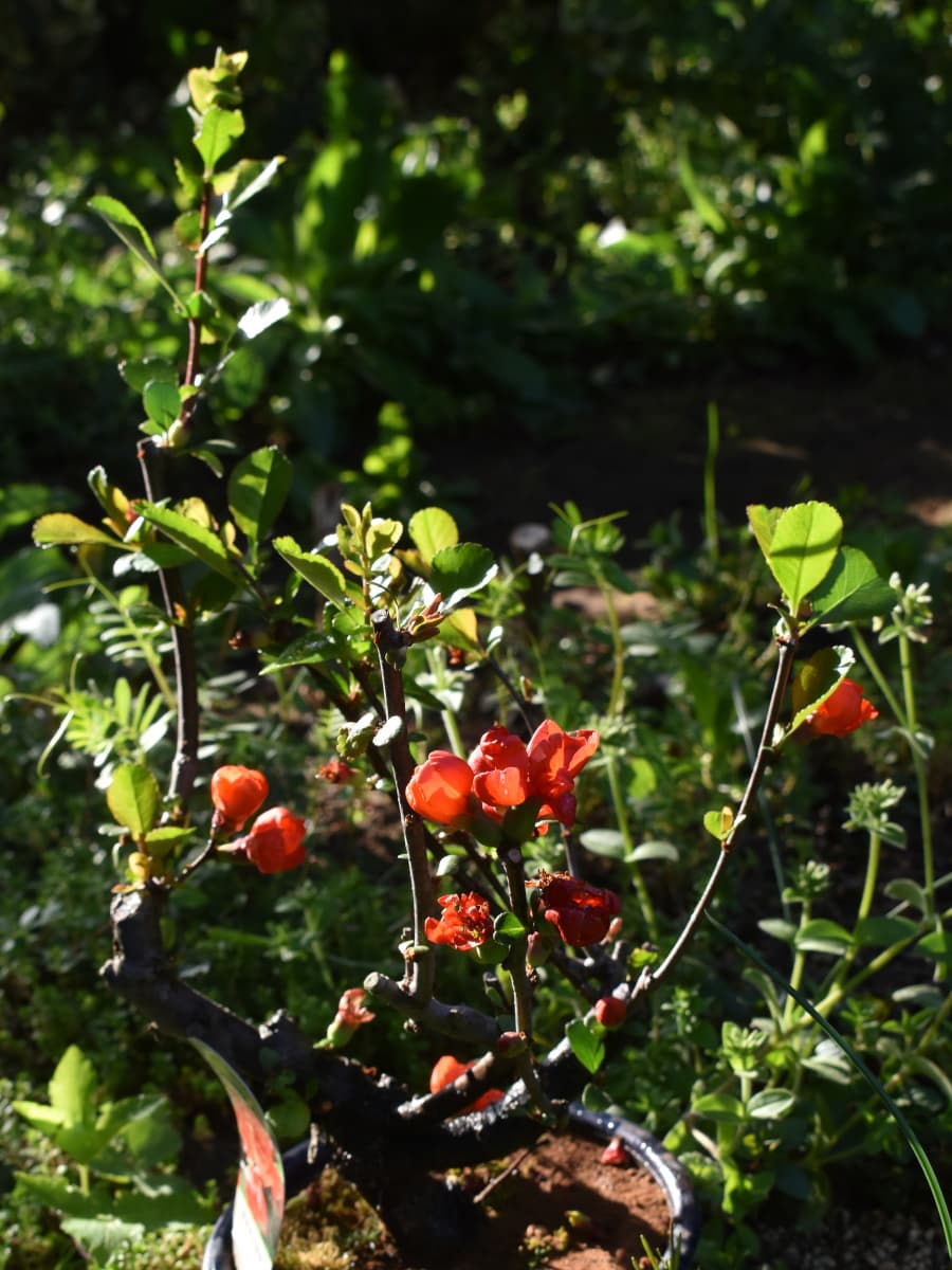 朝日の中の朱の木瓜の花20220409
