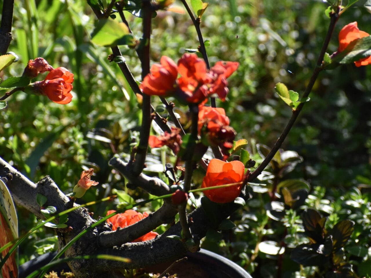 木瓜の花枝20220412