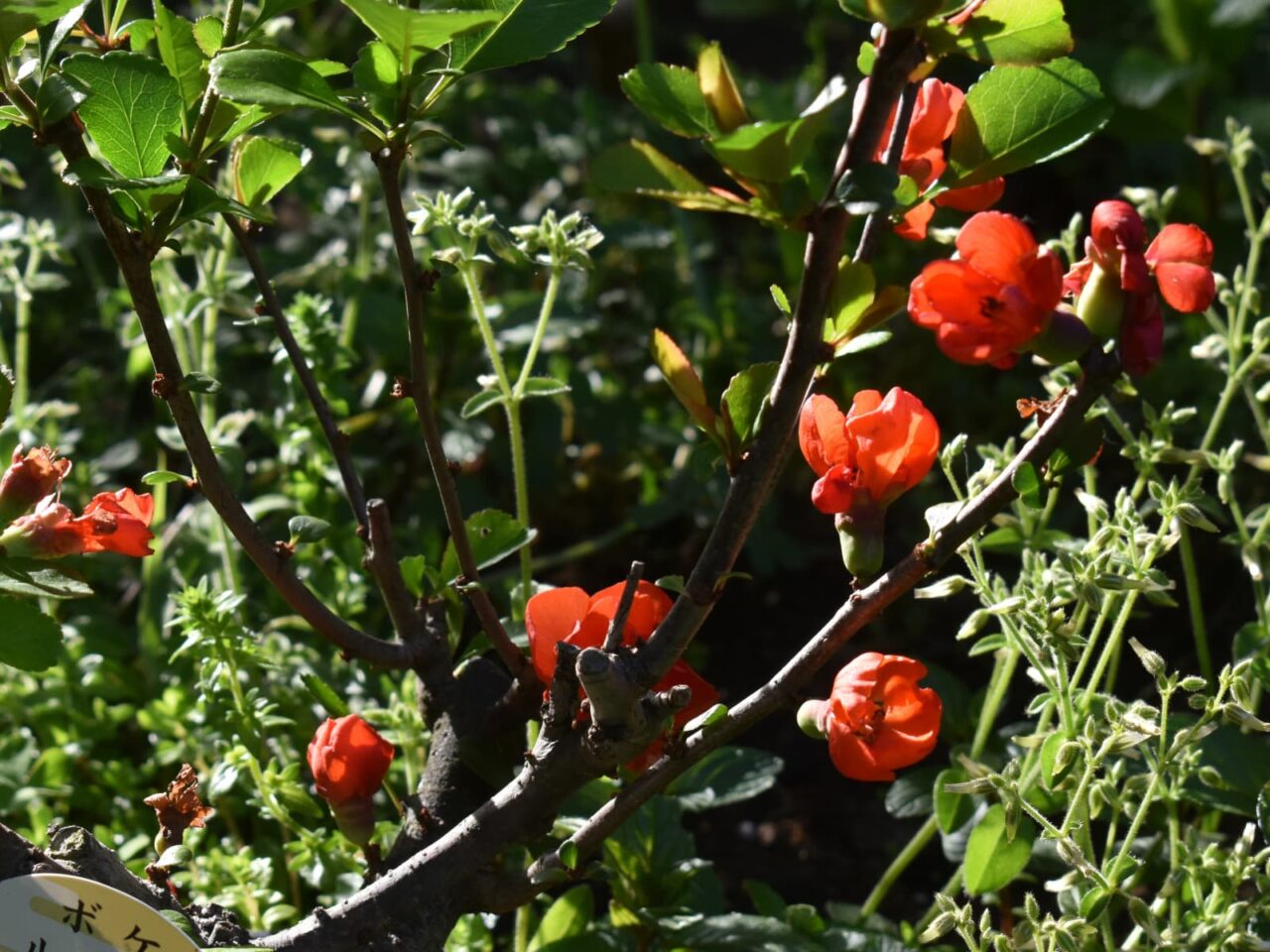 木瓜の花枝20220418