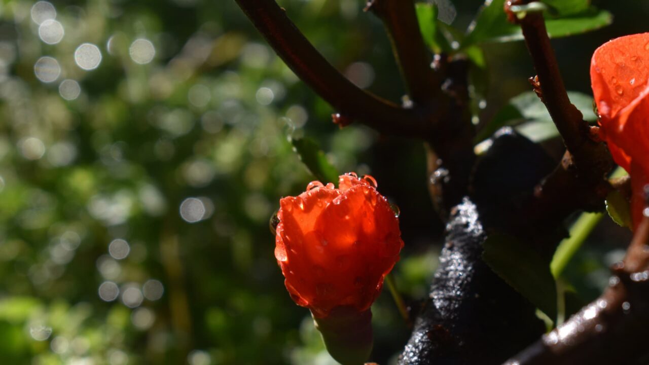 水滴がつく木瓜の花20220419