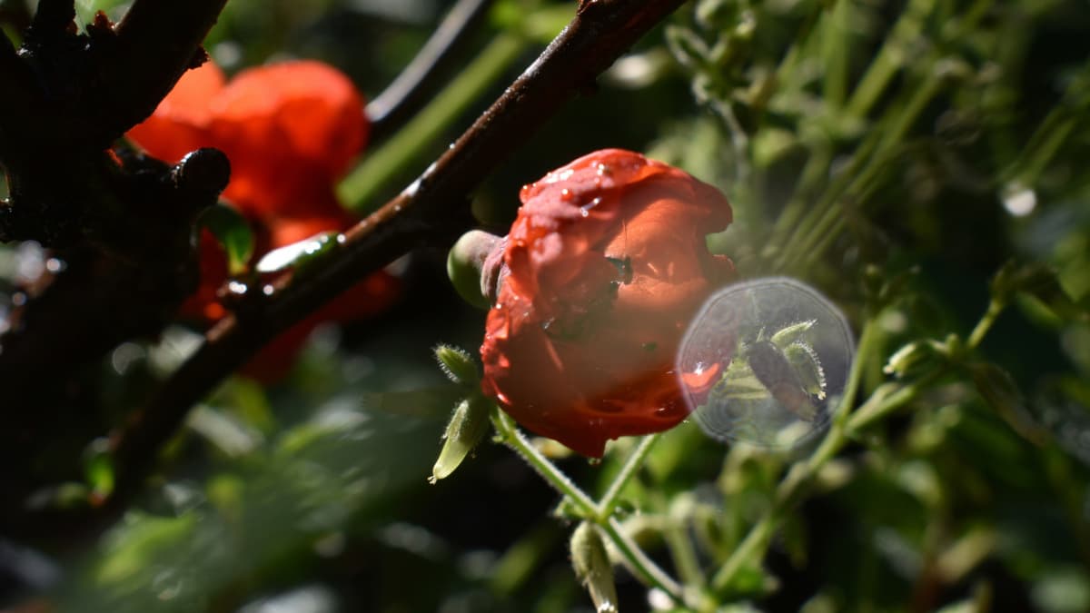 木瓜の花とオーブ20220419（キャッチ画像）