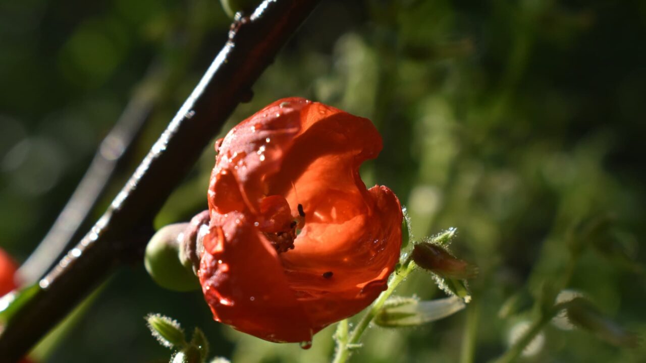波動砲のような木瓜の花20220419