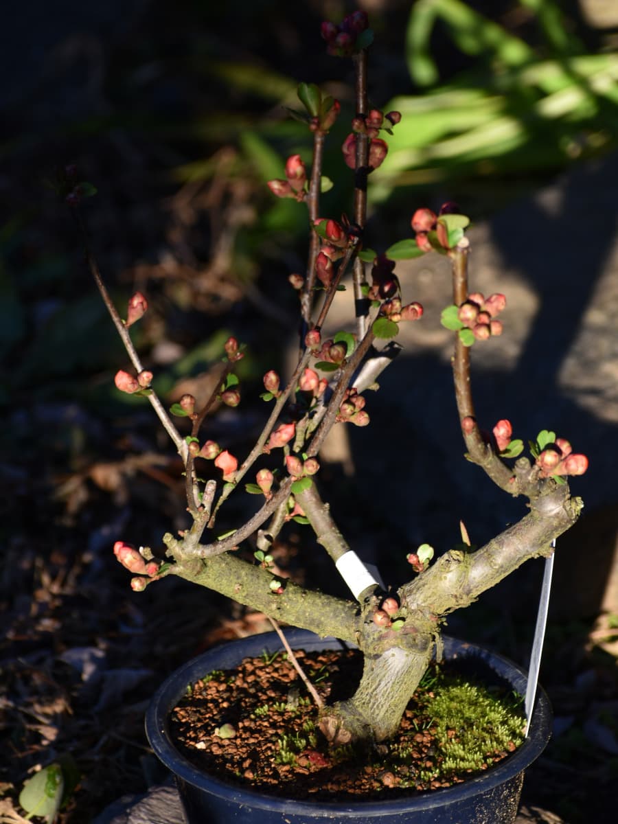 木瓜盆栽20220221-2