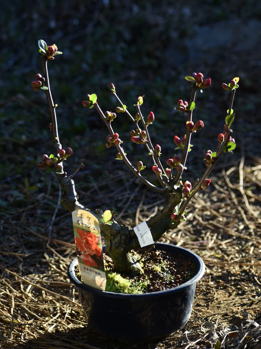 木瓜盆栽20220223