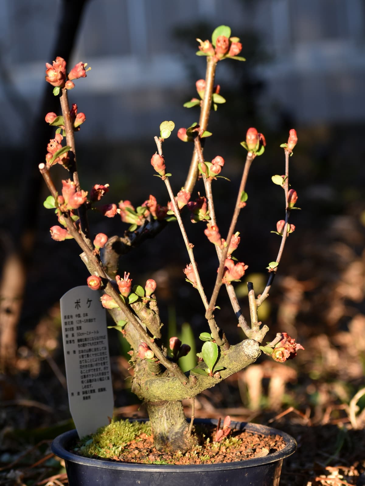 木瓜盆栽20220302