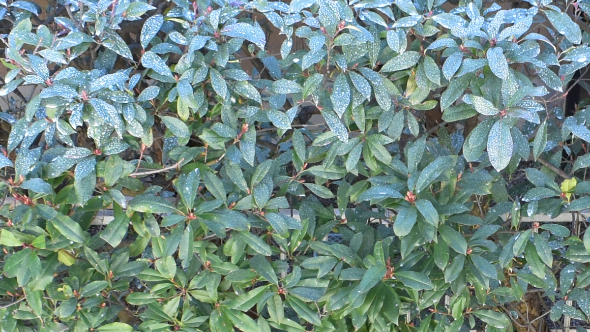 ボルドー液散布で白濁したレッドロビン