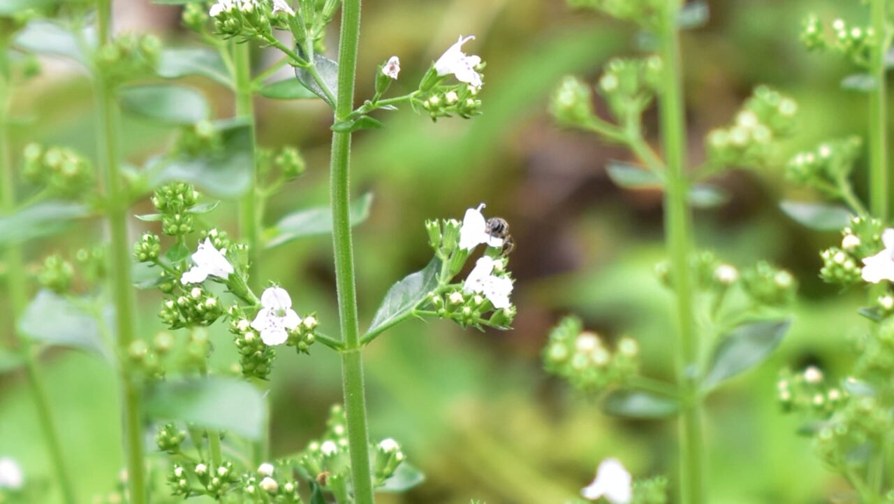カラミンサの花に蜂202006