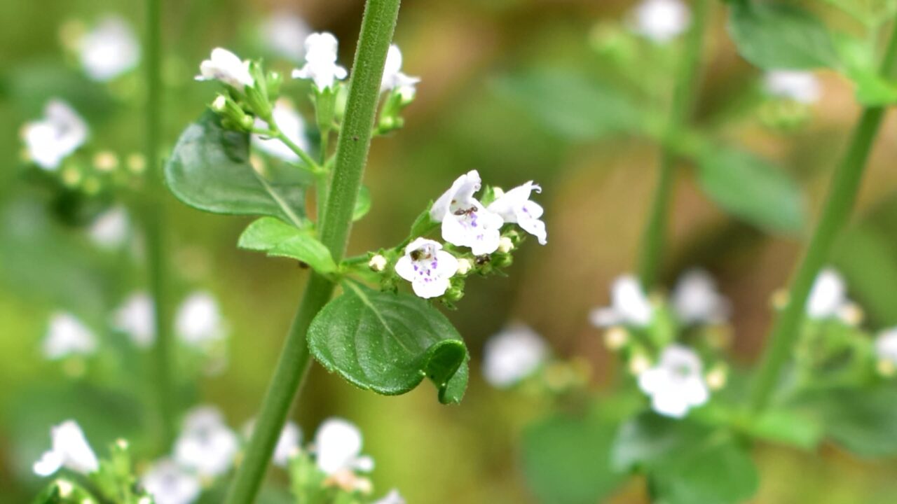 カラミンサの花に蟻202006