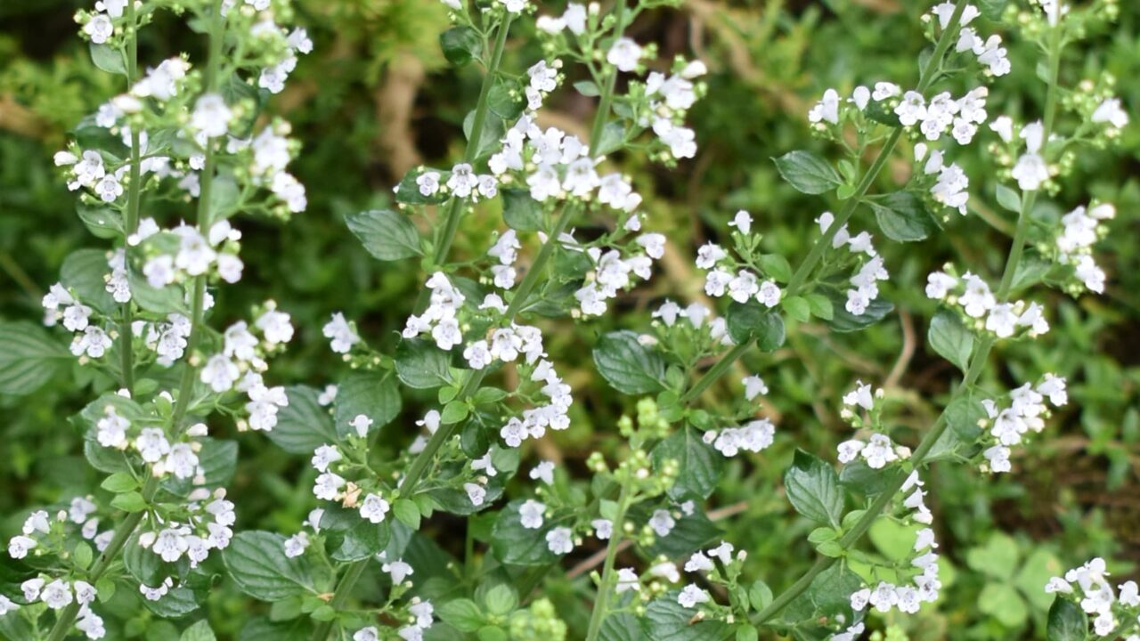 対性で上がっていくカラミンサの葉20200627