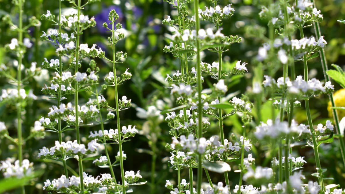 カラミンサ2020（キャッチ画像）