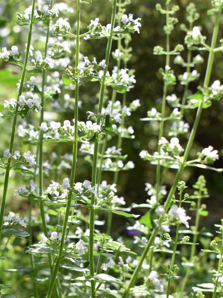 涼やかなカラミンサの立ち姿20200629-1