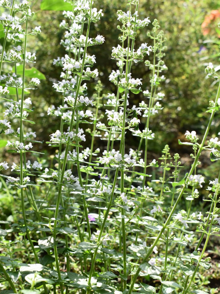 涼やかなカラミンサの立ち姿20200629-2