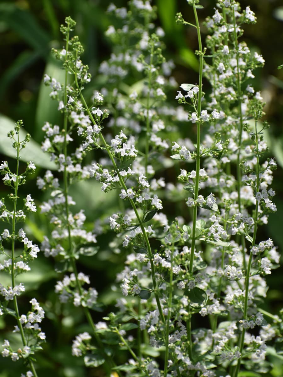 涼やかなカラミンサの立ち姿20200629-3