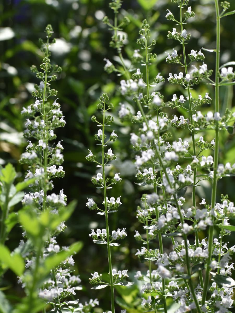 涼やかなカラミンサの立ち姿20200629-4