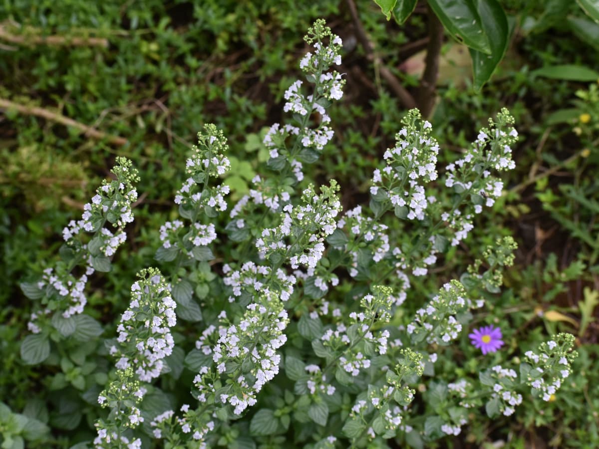 カラミンサの花群20200629