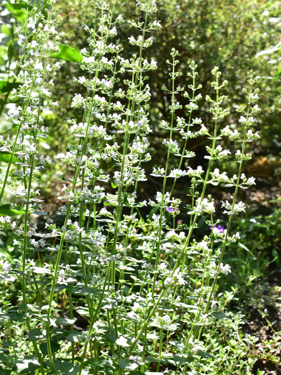 涼やかなカラミンサの立ち姿20200702-1